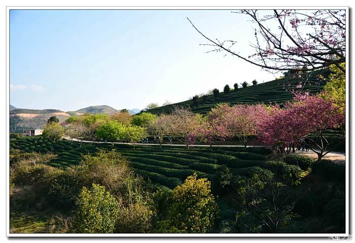 芳菲春意看樱花盛开漳平永福花乡掠影