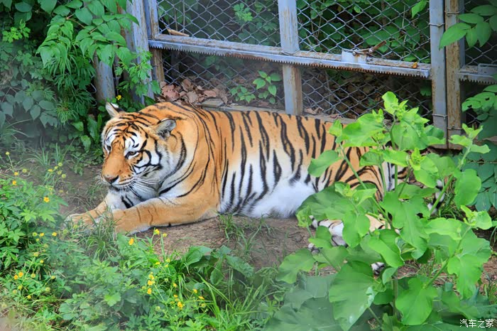 猛兽威武 游夏季哈尔滨北方森林动物园