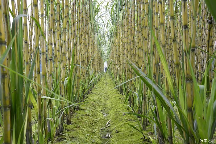 长江入渝第一岛中坝岛风光