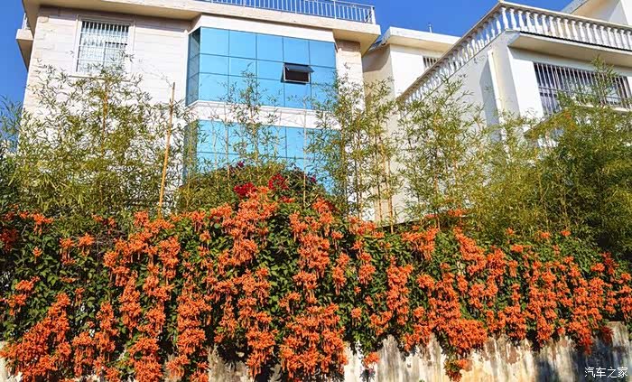 一串串鲜艳的炮仗花攀沿在树干花架上给你喜庆的氛围