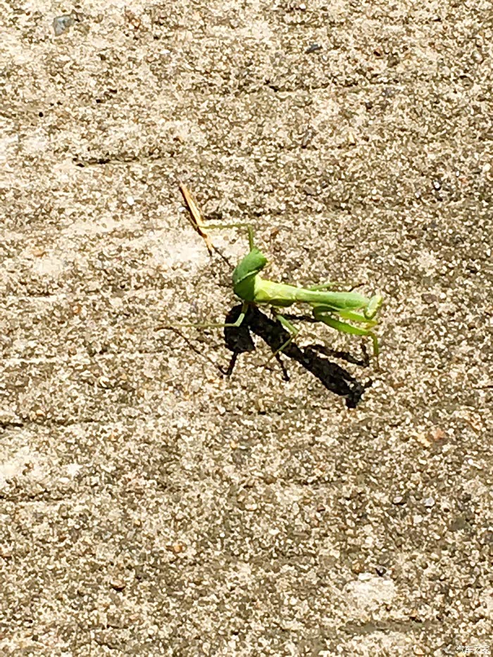 气势汹汹的螳螂.螳臂挡车