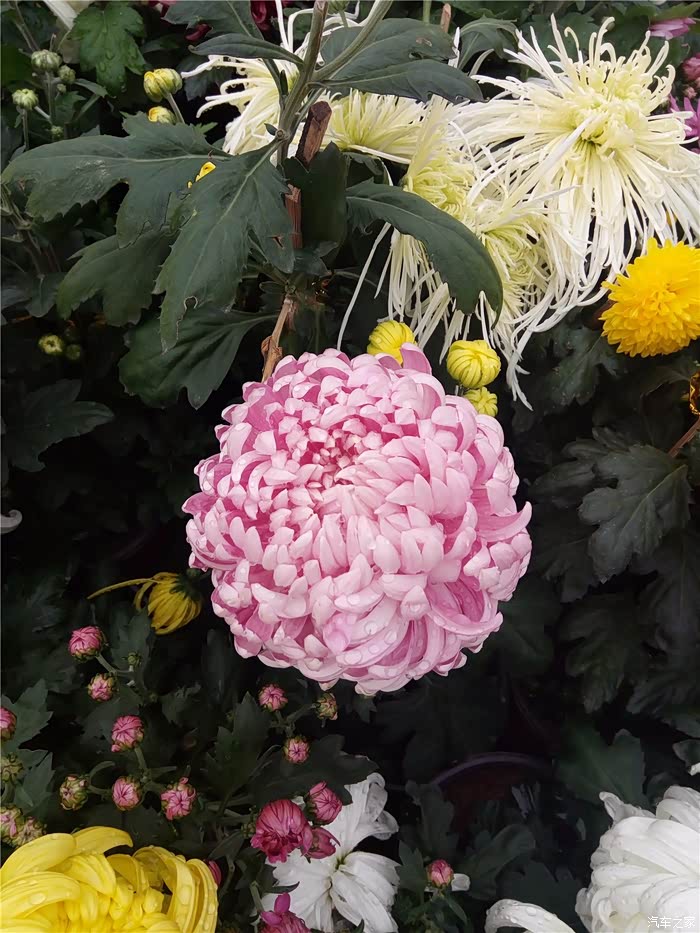 【图】赣江之滨 摩天轮下 菊花朵朵开 冬赏菊 来来来_江西论坛_汽车之