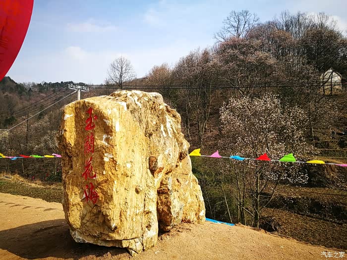 金寨望春谷玉兰花开你去了吗我去了差点吐血的那种