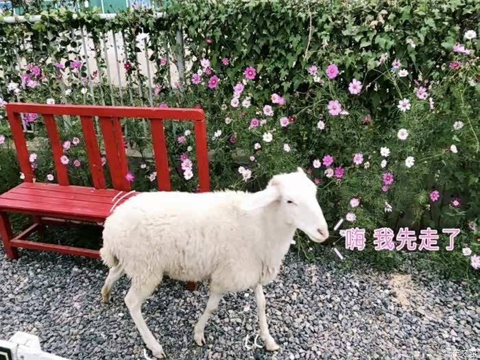 武汉新地标绵羊牧场丰富我的假期