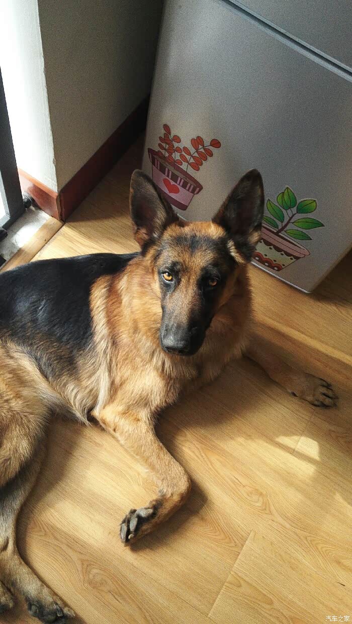【图】家有大狗_宠物论坛_汽车之家论坛
