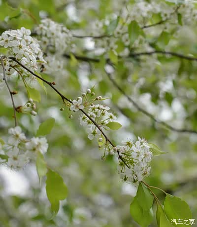 红叶白花闹新春