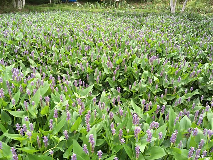 【图】生境类型多样--游水生植物园(1)