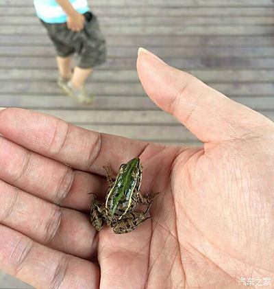 货真价实的小青蛙,一般干坡坡上的蛙是泥巴色的,我都好几年没见过青蛙