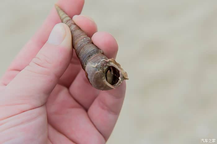 这个钉螺壳里边还有只寄居蟹,就在门口伸个爪子出来