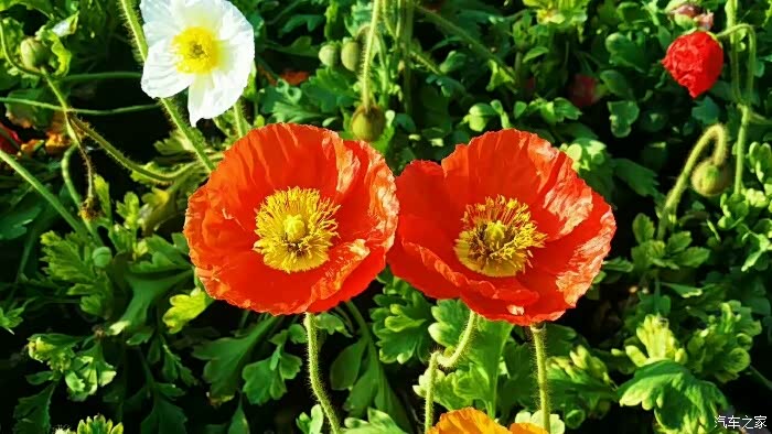 美丽的小媳妇gs带你走进花的海洋