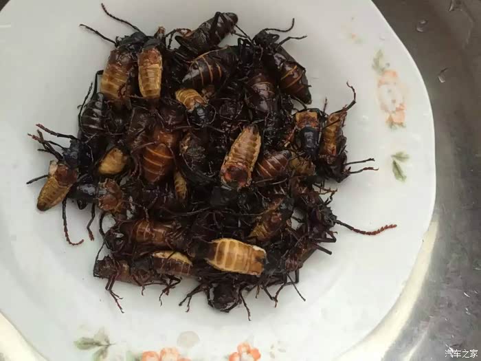 农村人的快乐生活之捉山水牛城里人绝对没见过