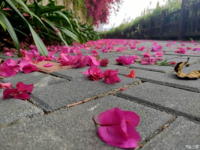 春风十里蚁起嗨紫荆花落三角花开有小蚂蚁陪伴的春天