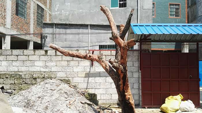 枯树怎么才能逢春,征集方案,谢谢大家