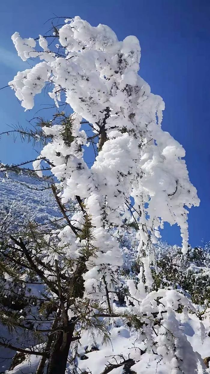 各位朋友,各位家人,大家中午好! 下雪了,欣賞美景了.