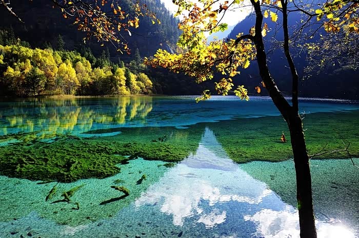 张艺谋电影《英雄》的取景地,箭竹海有高低错落的箭竹海瀑布,镜海的