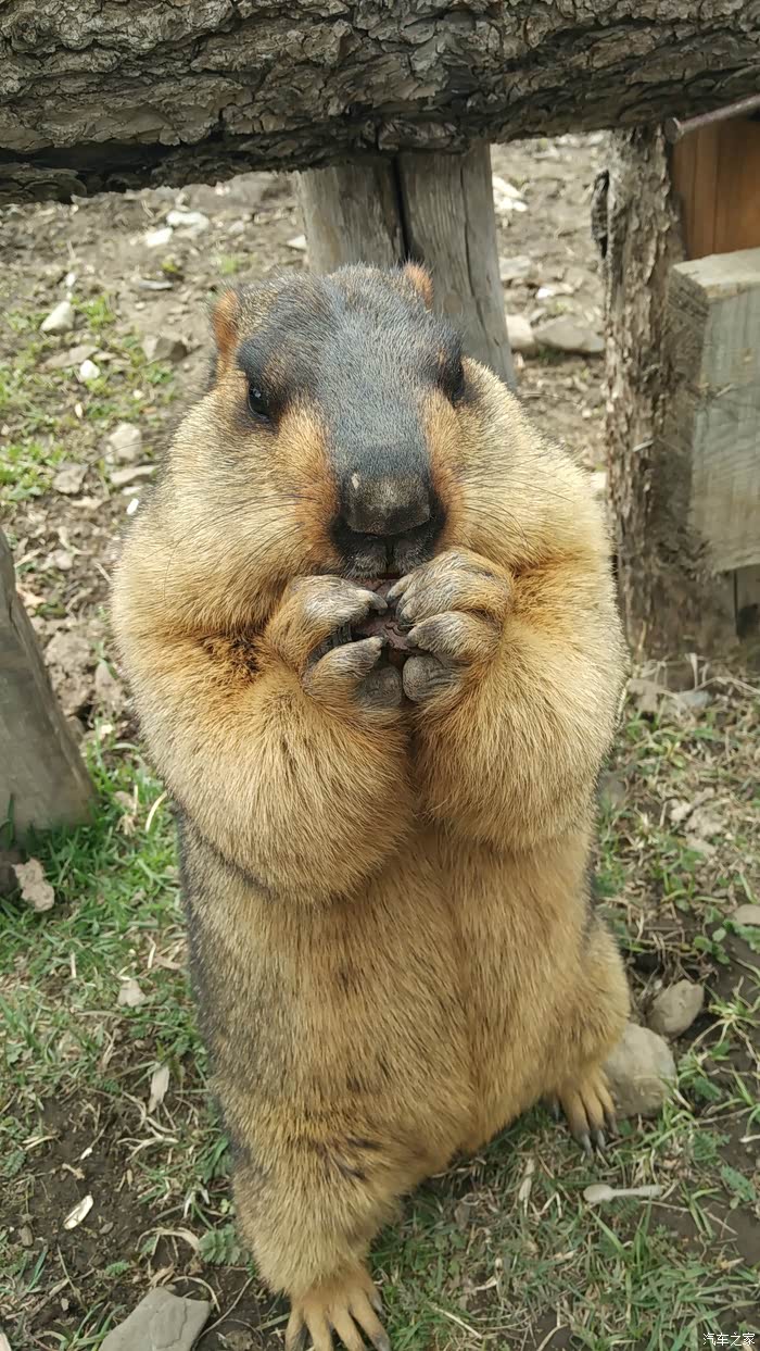 神秘莫斯卡探寻川西高原上的精灵土拨鼠