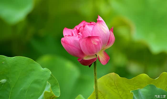 拍莲心经-爱莲之美.人皆有之.