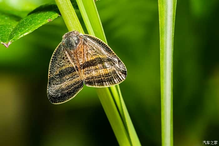 【虫类】90/2.8摄影——天宇(微观地球生命)