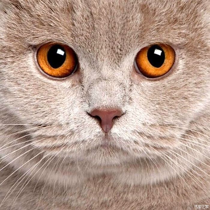 猫咪的眼睛