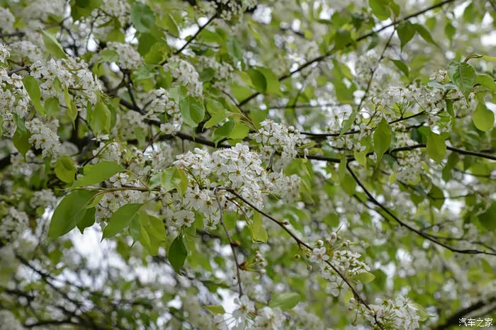 红叶白花闹新春