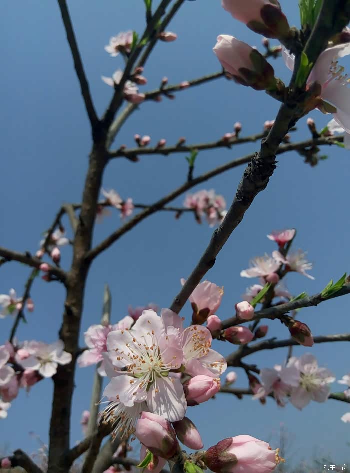 【图】曾家桃花山_重庆论坛_汽车之家论坛