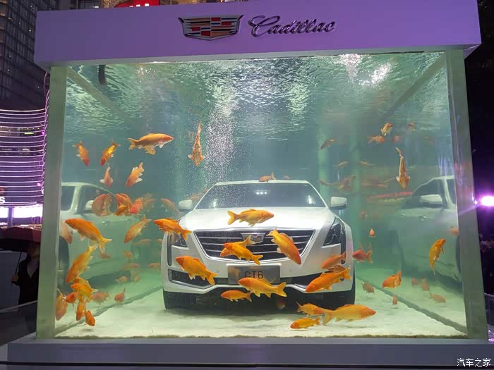 【图】ct6放鱼缸里是一种什么体验?_凯迪拉克ct6论坛_汽车之家论坛