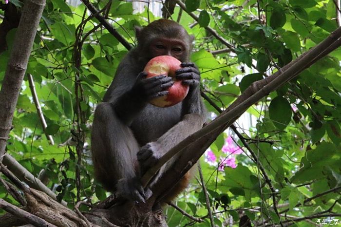 大年初一海南猴岛的猴子们给全网汉兰达车友们拜年啦