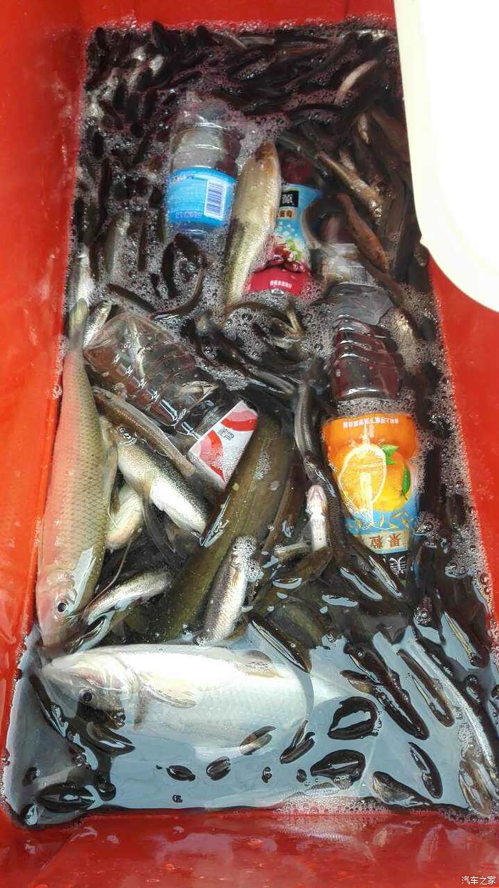 冷水鱼的采购过程,辛苦的美食来之不易