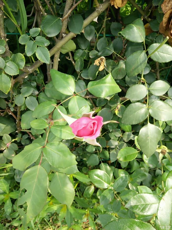 【四川长安家族】眉山分会-端午小游凤凰湖