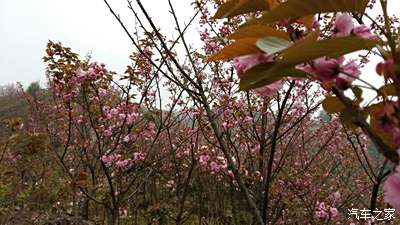 【圖】櫻花,櫻花,崇州櫻花基地……_四川論壇_汽車之家論壇