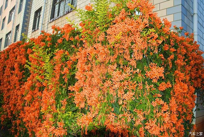 一串串鲜艳的炮仗花攀沿在树干花架上给你喜庆的氛围