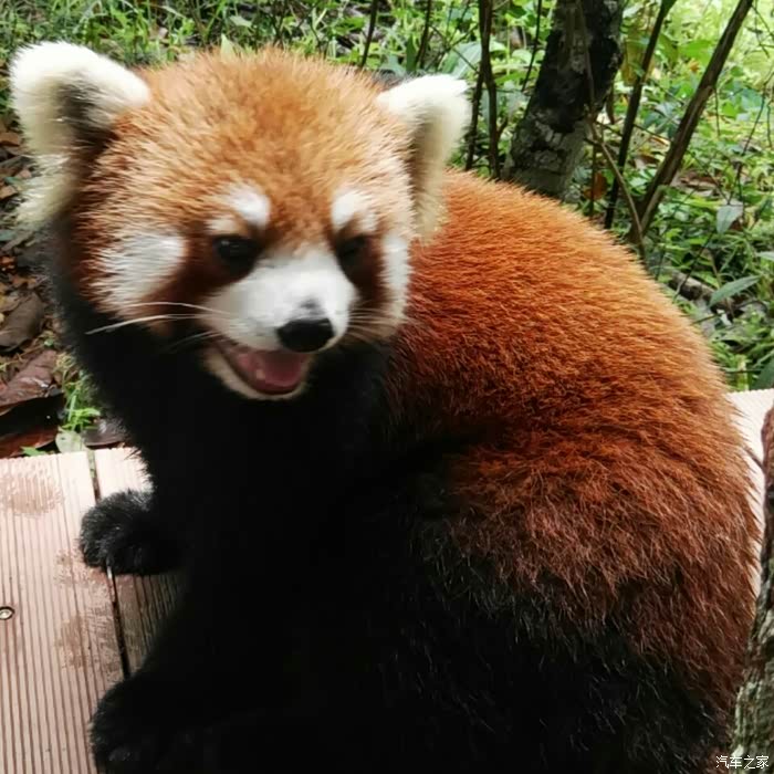 【图】下坡时停住起步,车耸动,是啥原因