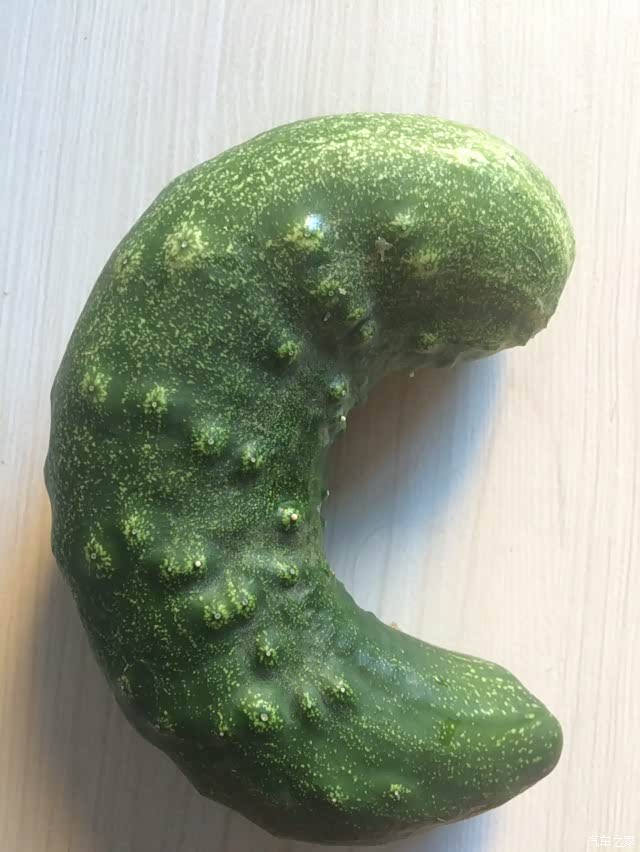 小院黄黄瓜第二季