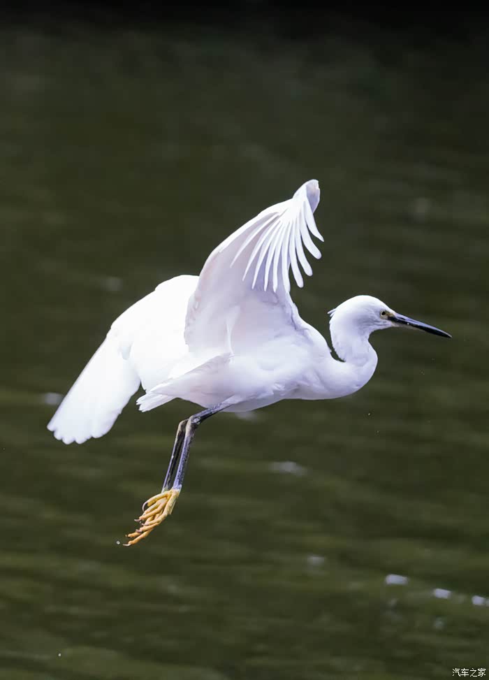 【图】第一次打鸟——白鹭_摄影论坛_汽车之家论坛
