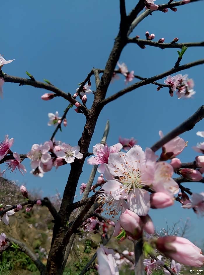 【图】曾家桃花山_重庆论坛_汽车之家论坛
