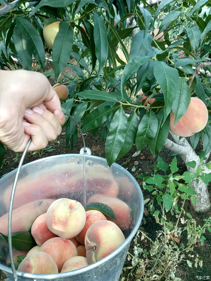 相约沂蒙桃园摘桃