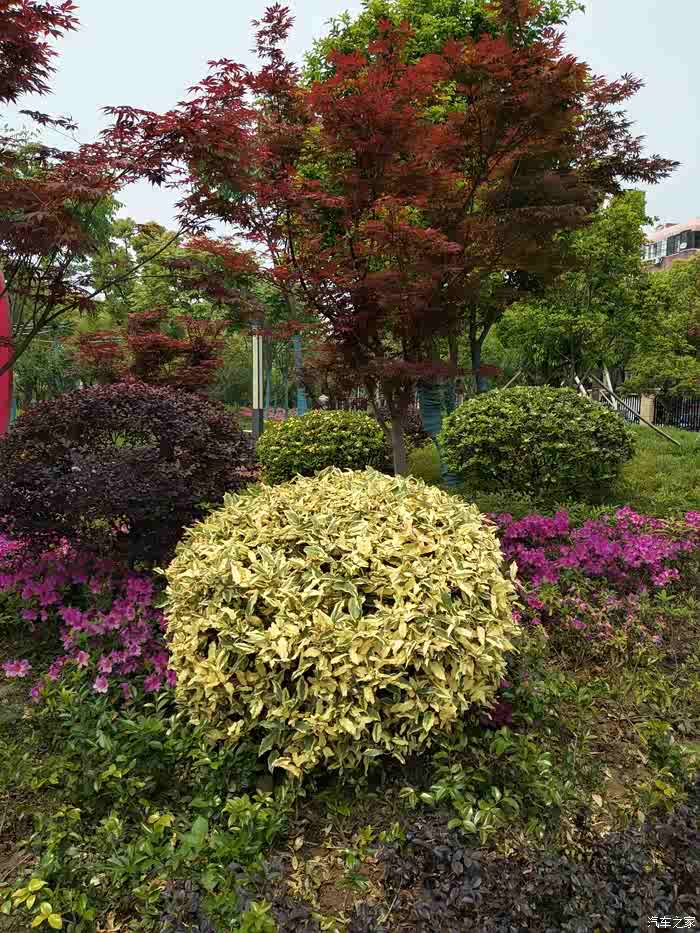 【图】【上海长安车友会】绿意盎然,自驾逸动游华漕公园_逸动论坛_汽