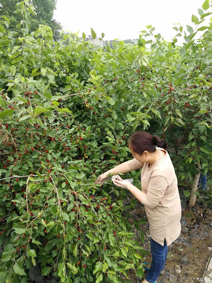 重庆cs35车友会t1873齐齐周末摘桑葚