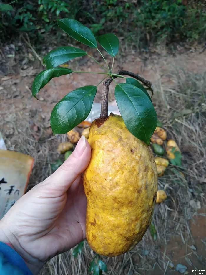 带着老哥新提的"小三",去栽"八月拿"