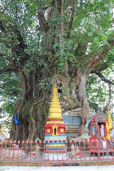 祖国南部自驾游(17)芒市树包塔 勐巴娜西珍奇园