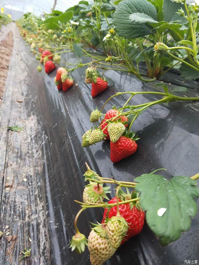 重庆cs35车友会t1545璧山摘草莓记