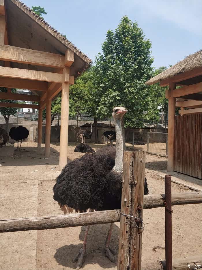 孤身一人游览王城动物园