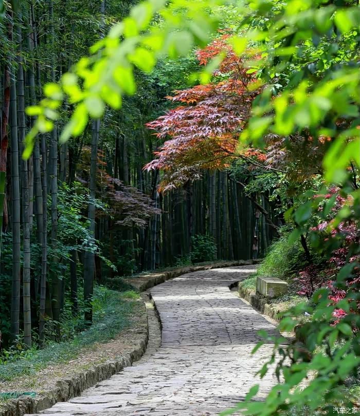 最美仙境竹林幽静竹海与第七代伊兰特伴听风沙