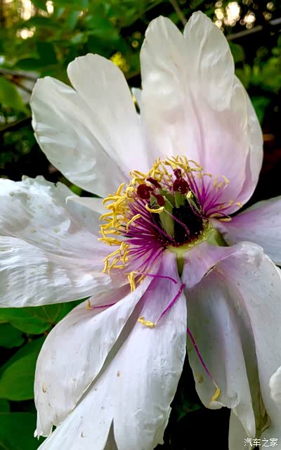 奥森南门看别样的牡丹花