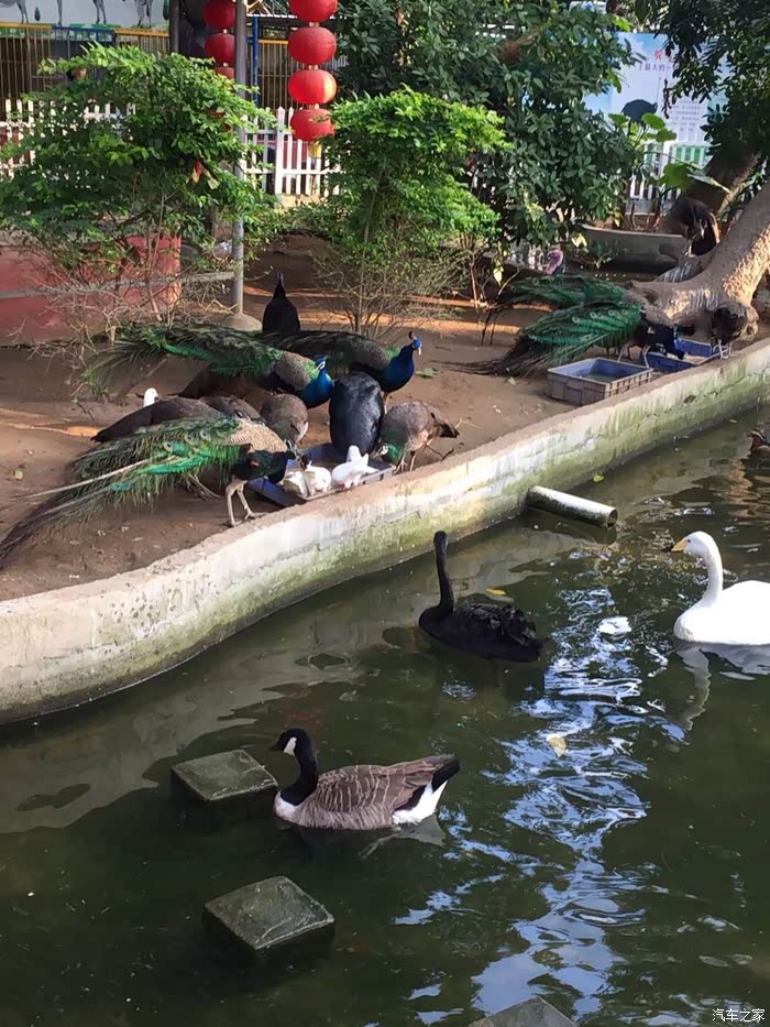 我们一祺湛江游第二站——寸金动物园