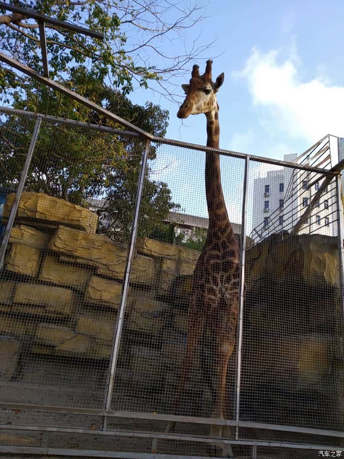 我们一祺湛江游第二站——寸金动物园