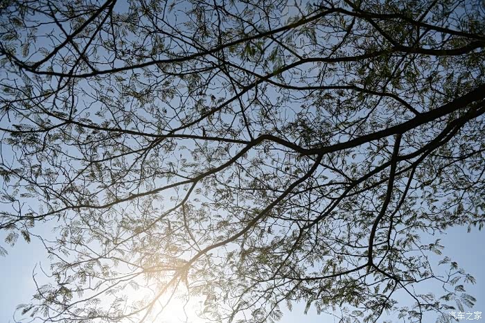 冬日里的合欢树,叶片被冻得卷缩了.