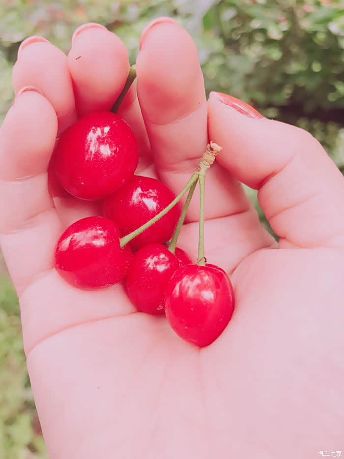 春暖花开 | 贵州千果园樱桃记