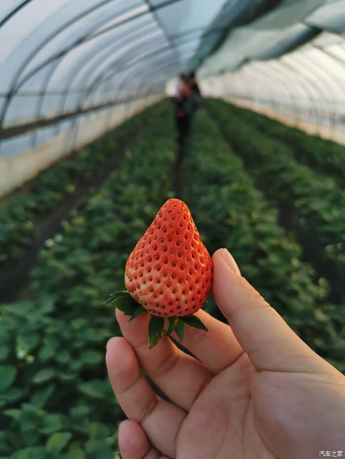 带娃去郊区摘草莓
