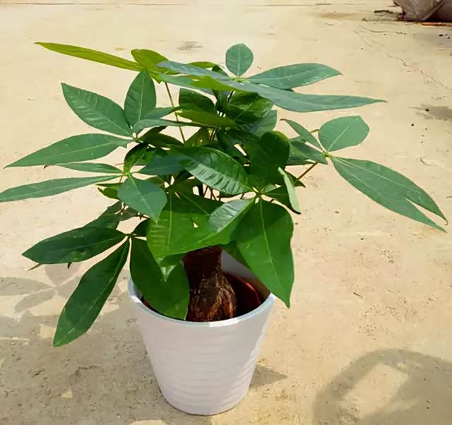 发财树这样寓意好株型又好看的植物都是人们室内养花的优选